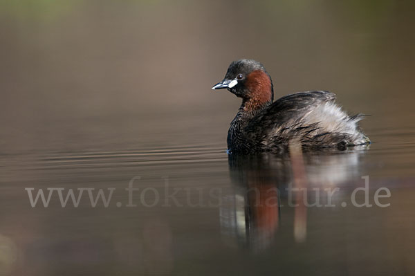 Zwergtaucher (Tachybaptus ruficollis)