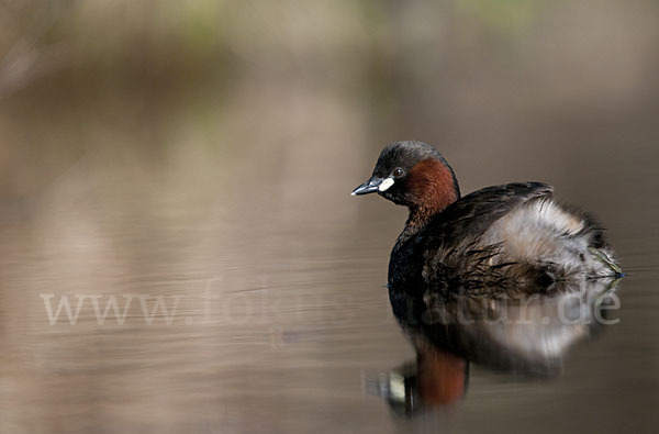 Zwergtaucher (Tachybaptus ruficollis)