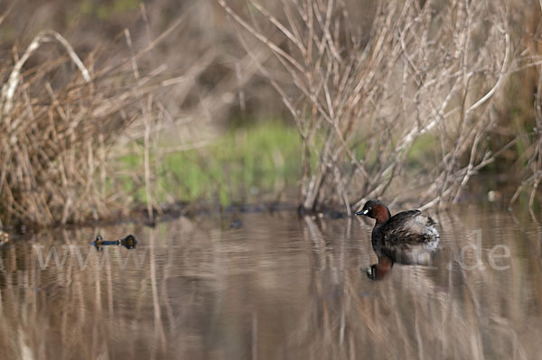 Zwergtaucher (Tachybaptus ruficollis)