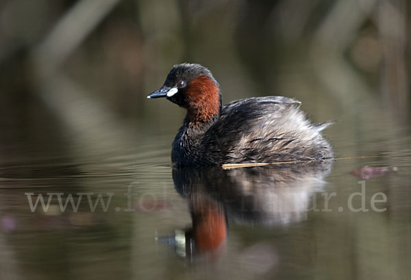 Zwergtaucher (Tachybaptus ruficollis)