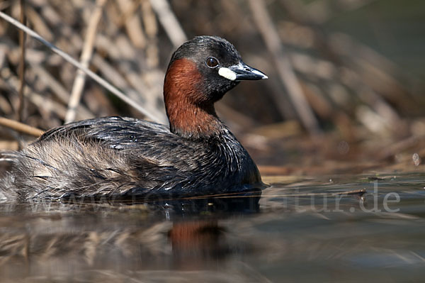 Zwergtaucher (Tachybaptus ruficollis)