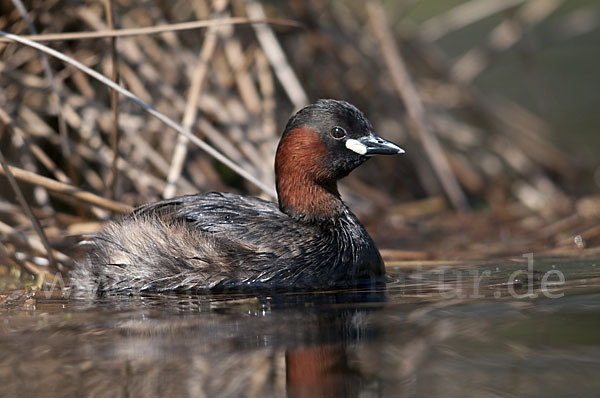 Zwergtaucher (Tachybaptus ruficollis)