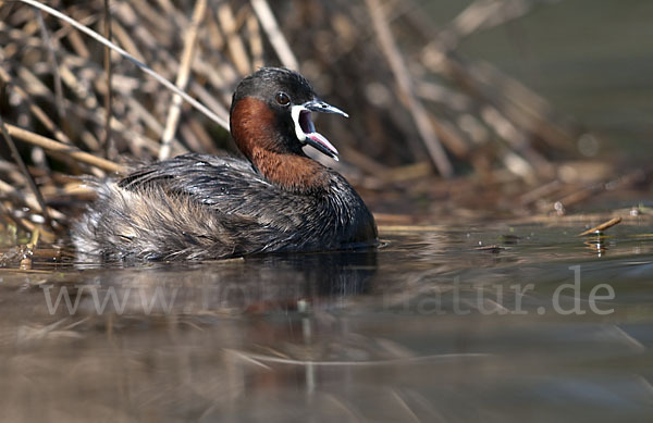 Zwergtaucher (Tachybaptus ruficollis)