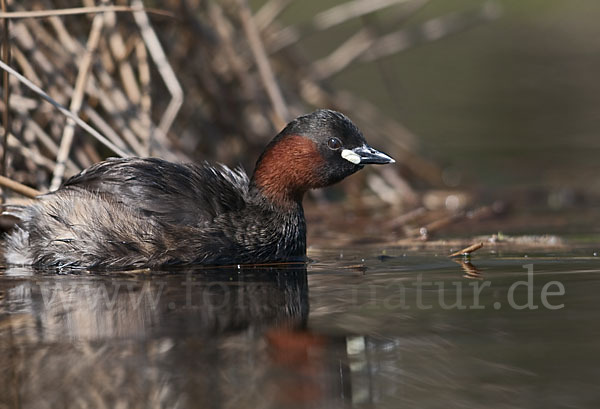 Zwergtaucher (Tachybaptus ruficollis)