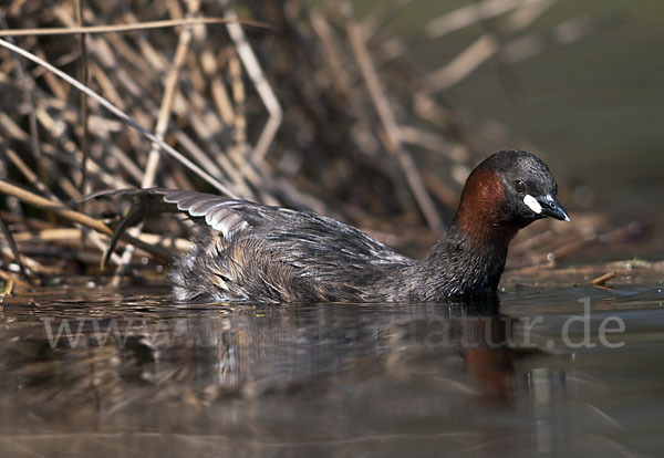 Zwergtaucher (Tachybaptus ruficollis)