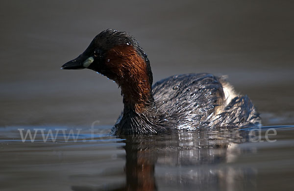 Zwergtaucher (Tachybaptus ruficollis)