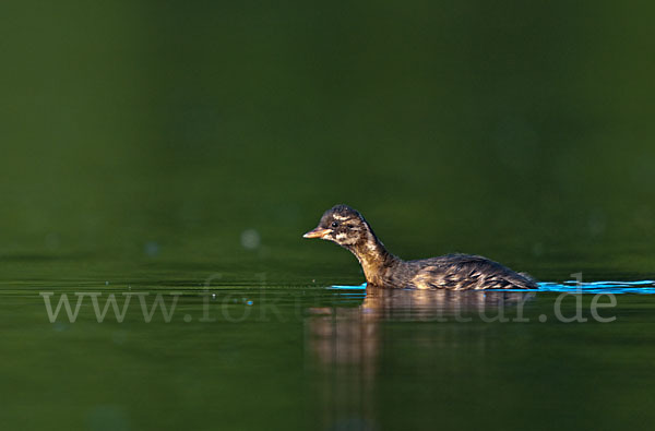 Zwergtaucher (Tachybaptus ruficollis)