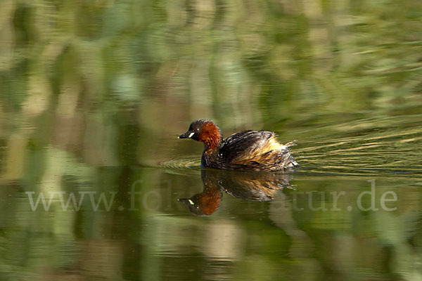 Zwergtaucher (Tachybaptus ruficollis)