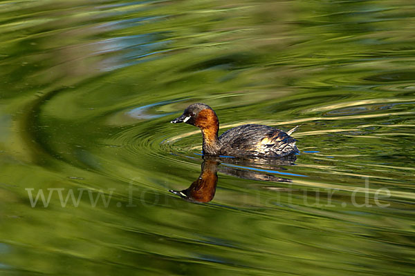 Zwergtaucher (Tachybaptus ruficollis)