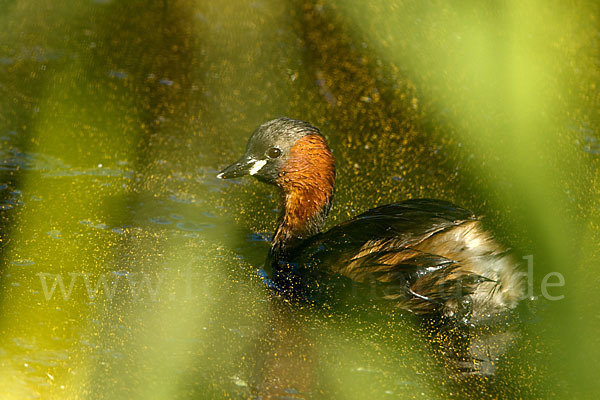 Zwergtaucher (Tachybaptus ruficollis)