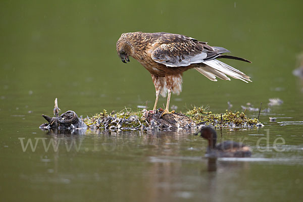 Zwergtaucher (Tachybaptus ruficollis)