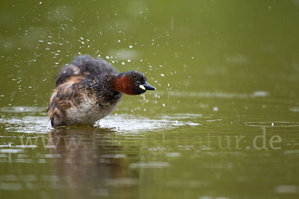 Zwergtaucher (Tachybaptus ruficollis)