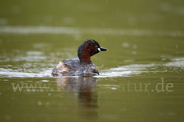 Zwergtaucher (Tachybaptus ruficollis)