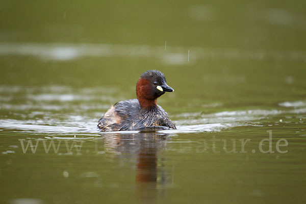 Zwergtaucher (Tachybaptus ruficollis)