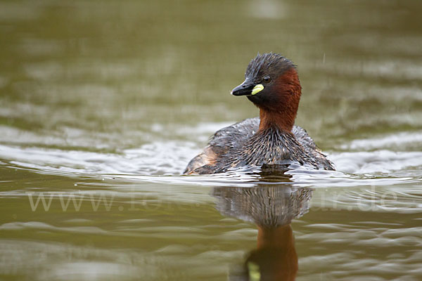 Zwergtaucher (Tachybaptus ruficollis)