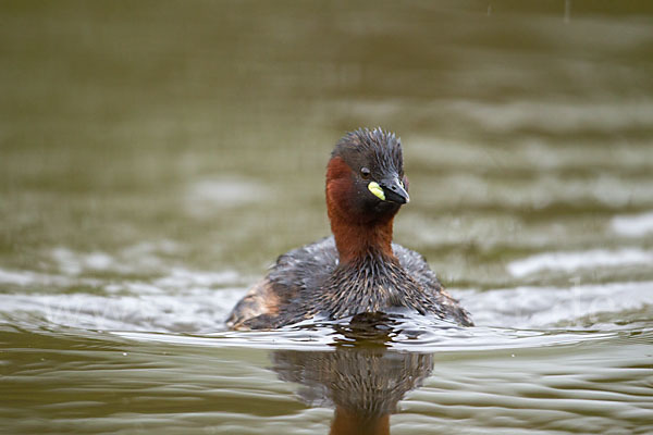 Zwergtaucher (Tachybaptus ruficollis)