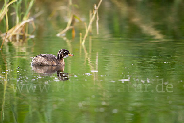 Zwergtaucher (Tachybaptus ruficollis)