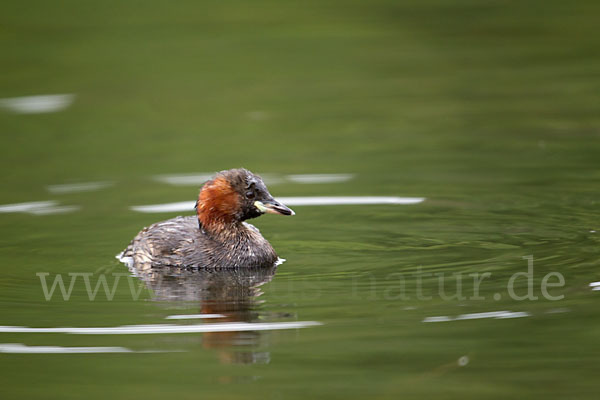 Zwergtaucher (Tachybaptus ruficollis)