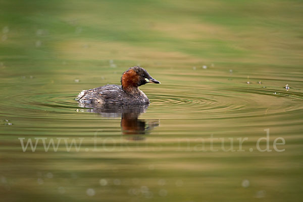 Zwergtaucher (Tachybaptus ruficollis)