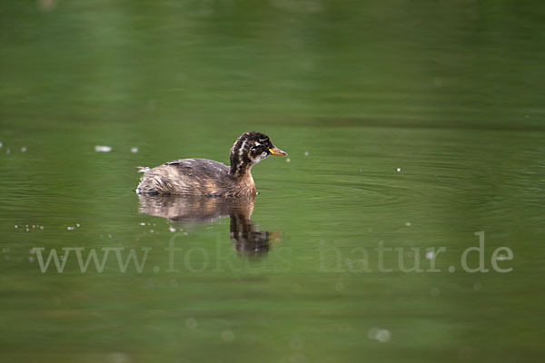 Zwergtaucher (Tachybaptus ruficollis)