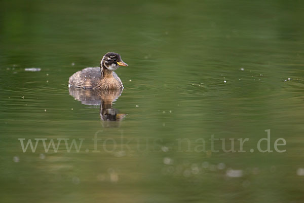 Zwergtaucher (Tachybaptus ruficollis)