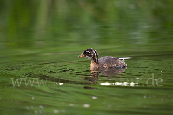 Zwergtaucher (Tachybaptus ruficollis)