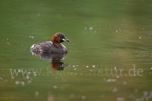 Zwergtaucher (Tachybaptus ruficollis)