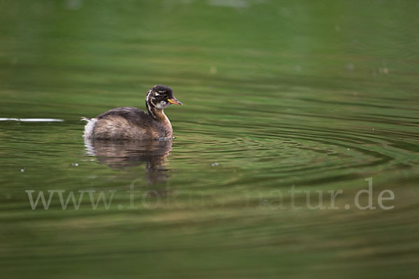 Zwergtaucher (Tachybaptus ruficollis)