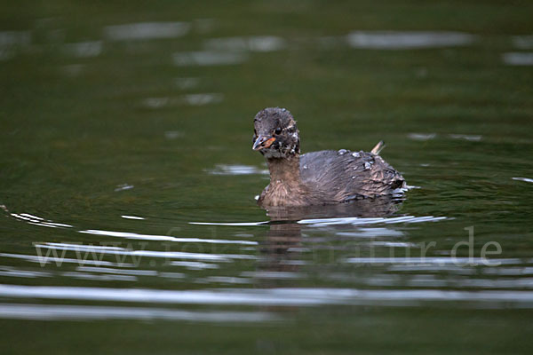 Zwergtaucher (Tachybaptus ruficollis)