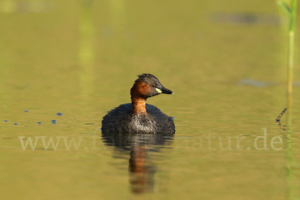 Zwergtaucher (Tachybaptus ruficollis)