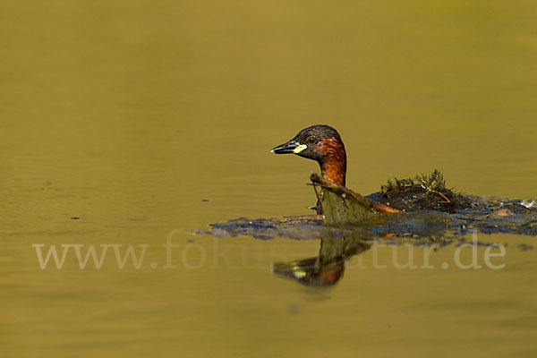 Zwergtaucher (Tachybaptus ruficollis)