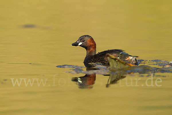 Zwergtaucher (Tachybaptus ruficollis)