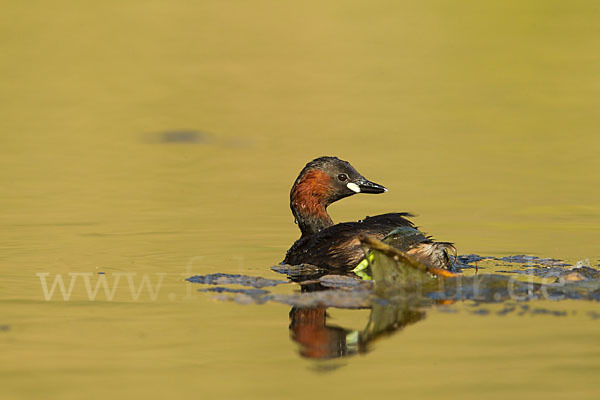 Zwergtaucher (Tachybaptus ruficollis)