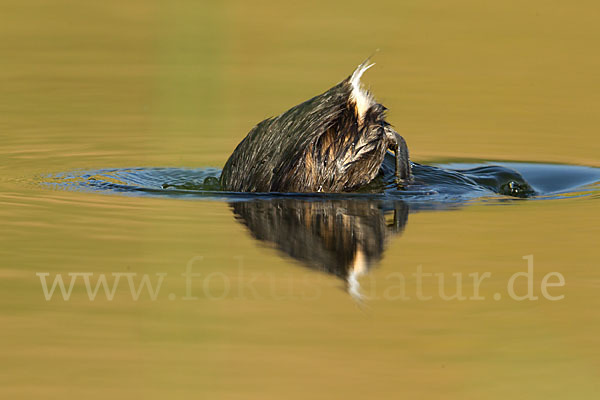 Zwergtaucher (Tachybaptus ruficollis)