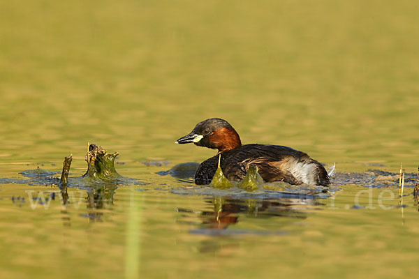 Zwergtaucher (Tachybaptus ruficollis)