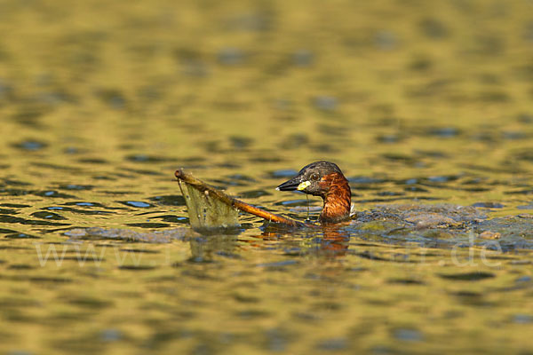 Zwergtaucher (Tachybaptus ruficollis)