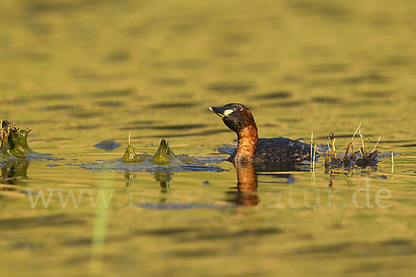 Zwergtaucher (Tachybaptus ruficollis)