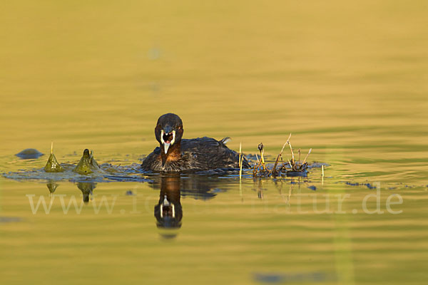 Zwergtaucher (Tachybaptus ruficollis)