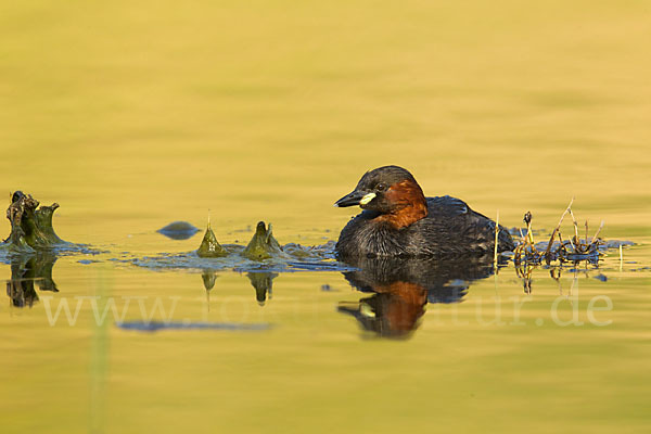 Zwergtaucher (Tachybaptus ruficollis)