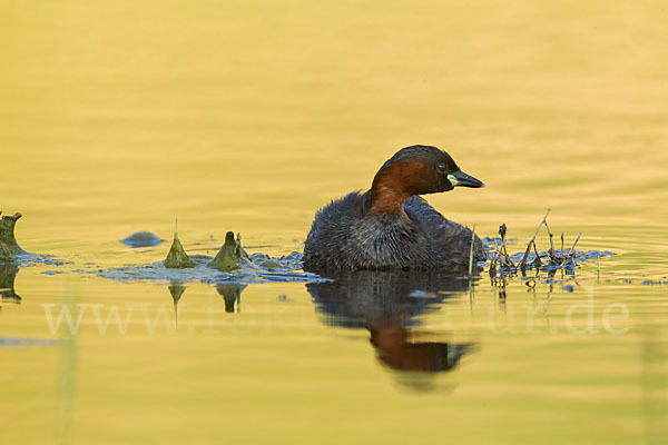 Zwergtaucher (Tachybaptus ruficollis)