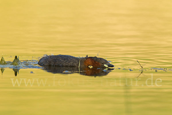 Zwergtaucher (Tachybaptus ruficollis)