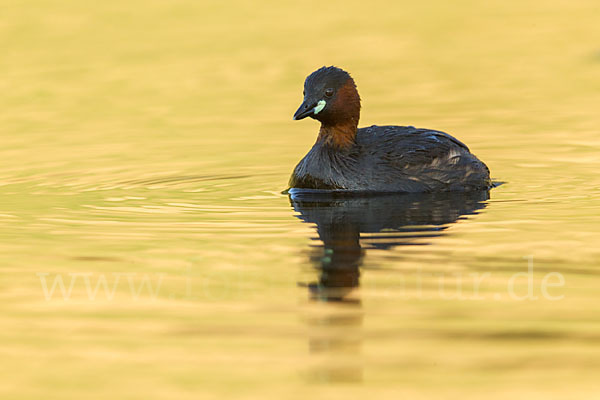 Zwergtaucher (Tachybaptus ruficollis)