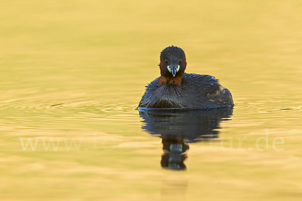 Zwergtaucher (Tachybaptus ruficollis)