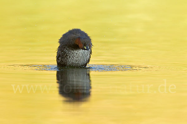 Zwergtaucher (Tachybaptus ruficollis)