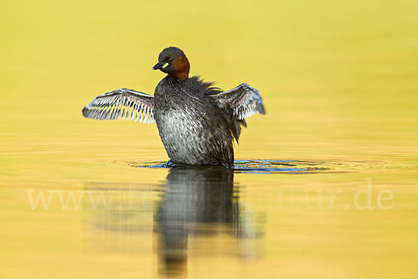 Zwergtaucher (Tachybaptus ruficollis)