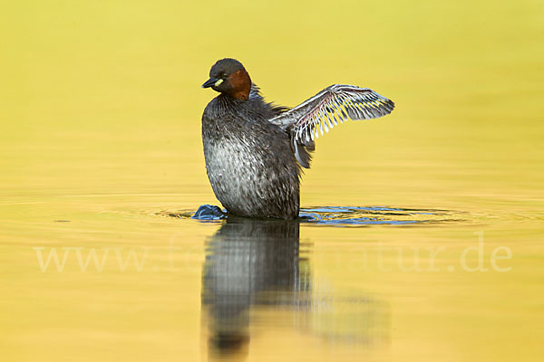 Zwergtaucher (Tachybaptus ruficollis)