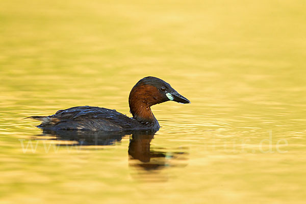 Zwergtaucher (Tachybaptus ruficollis)