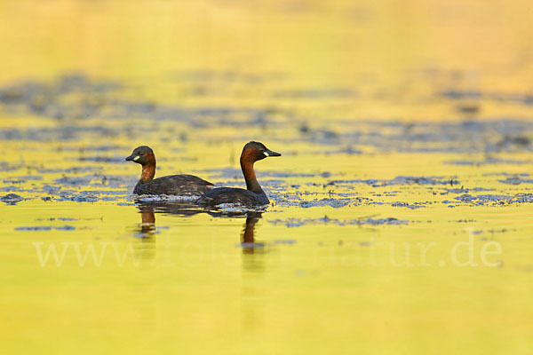 Zwergtaucher (Tachybaptus ruficollis)