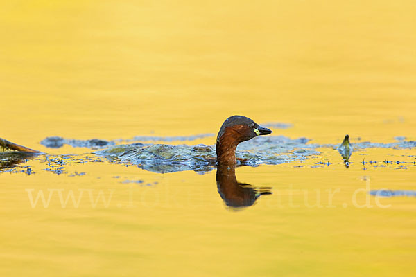 Zwergtaucher (Tachybaptus ruficollis)