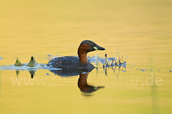 Zwergtaucher (Tachybaptus ruficollis)